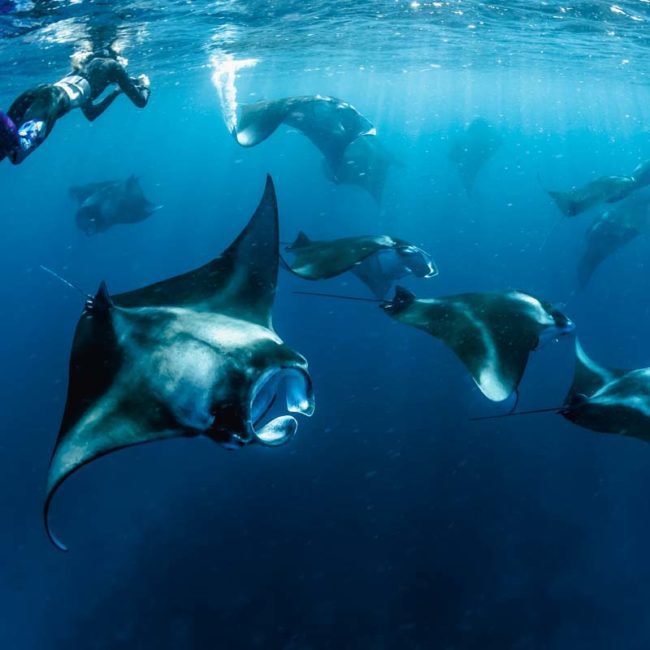 Swim with a Manta Ray - Maldives Manta Ray Season - Luxury Holidays Asia