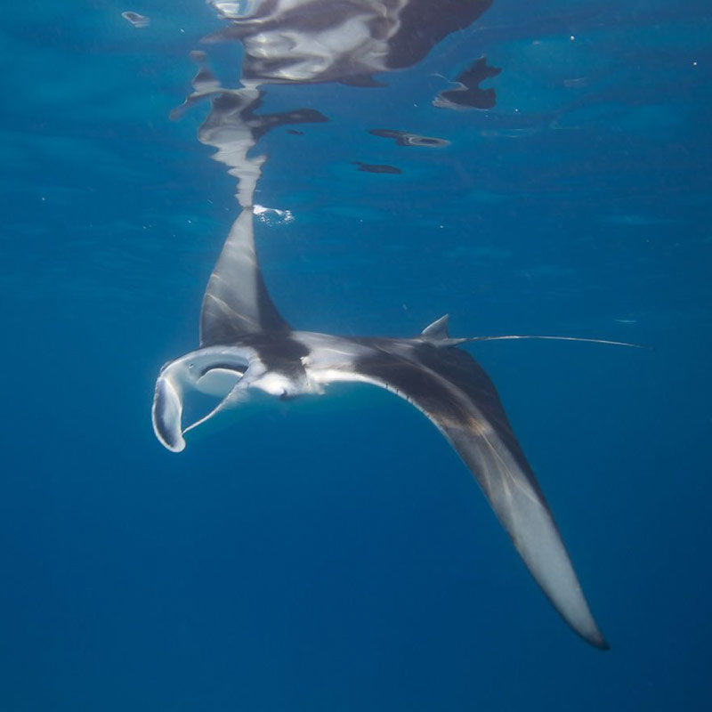 Marine Biology Center