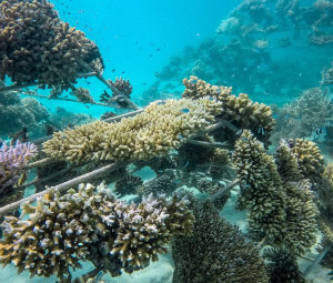 Coral Propagation Project