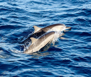 Sunset Dolphin Cruise