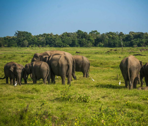 National Wildlife Parks of Minneriya, Kaudulla, HuruluWawe