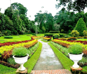 Peredeniya Garden