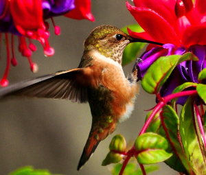 Bird Watching