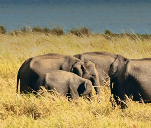 The Elephant Gathering In Minneriya & Kaudulla National Parks