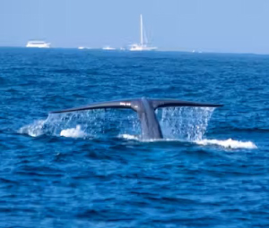 A morning on the ocean on a catamaran to see Whales