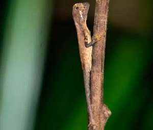 Visit Kanneliya Forest Reserve