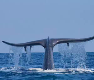 Whale Watching in Mirissa in a shared boat